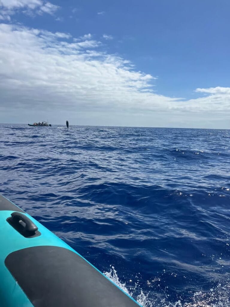 Boottocht Madeira walvissen spotten