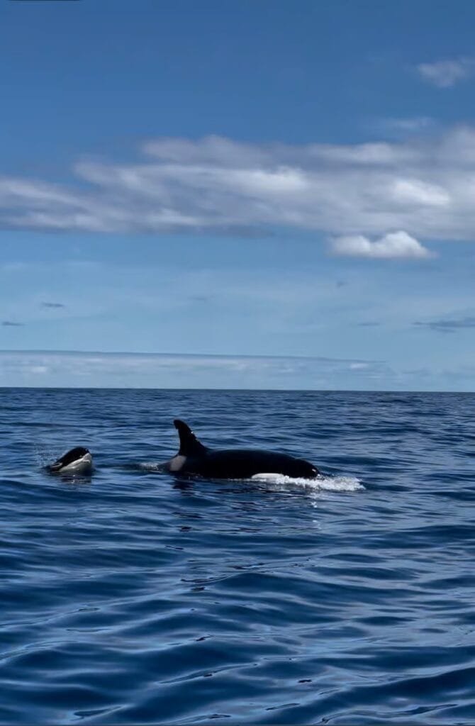 Dolfijn Madeira RIB-boot tocht tour