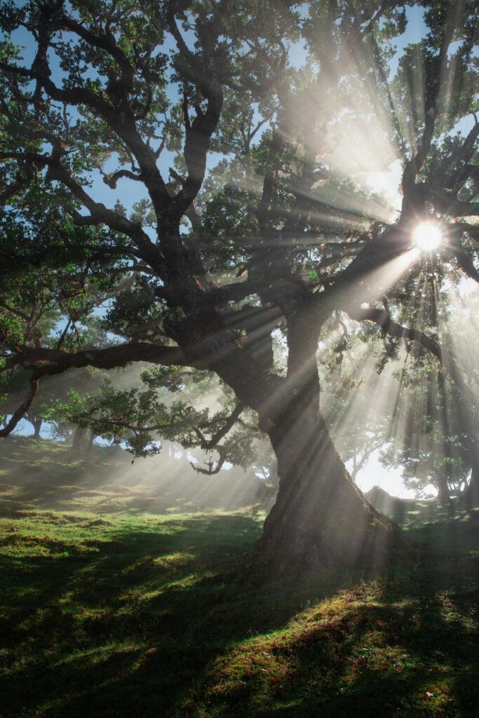 Fanal Forest bezoeken