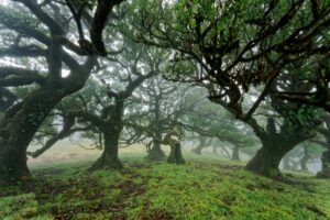 Bezoek het Fanal Forest | Het eeuwenoude oerwoud op Madeira