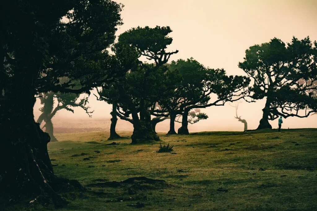 Laurisilva oerwoud bos Madeira