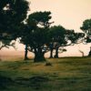 Bezoek het Fanal Forest | Het eeuwenoude oerwoud op Madeira