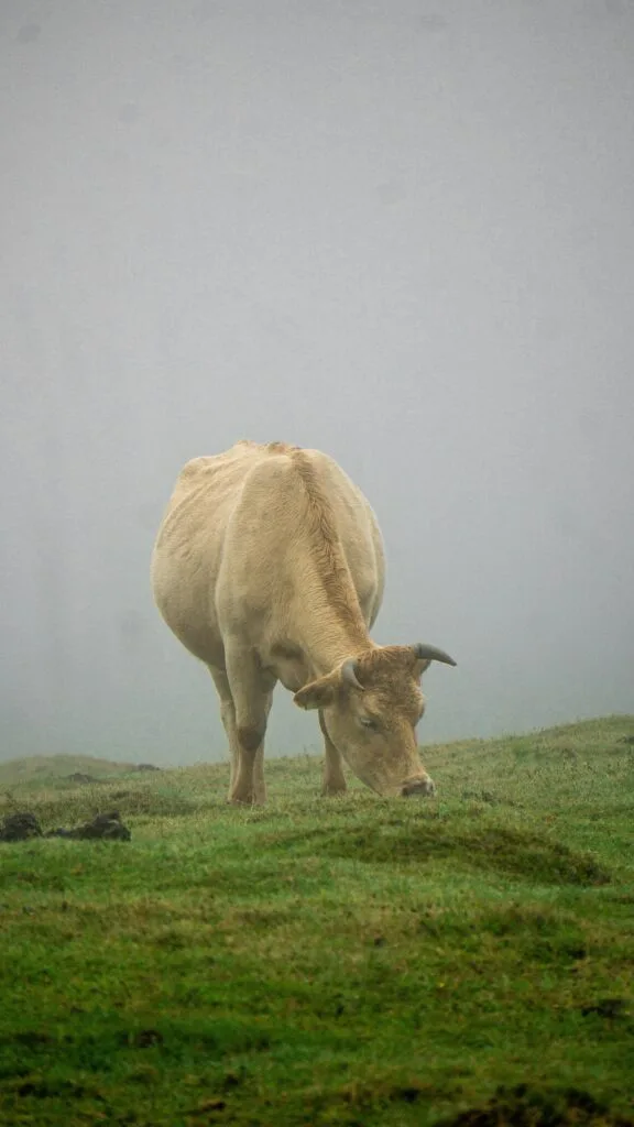 Mooiste plekken van Madeira