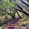 PR13 | Vereda do Fanal – Hike door het Fanal Forest
