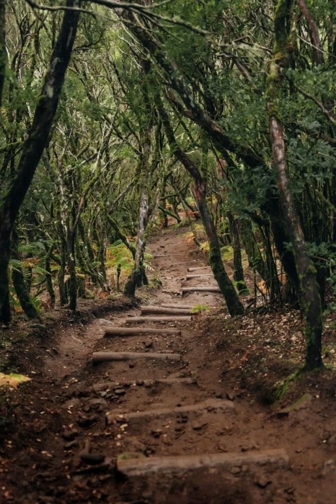 PR13 Fanal Forest hike Madeira