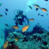 Een avontuurlijke vakantie: Duiken, canyoning en nog meer op Madeira