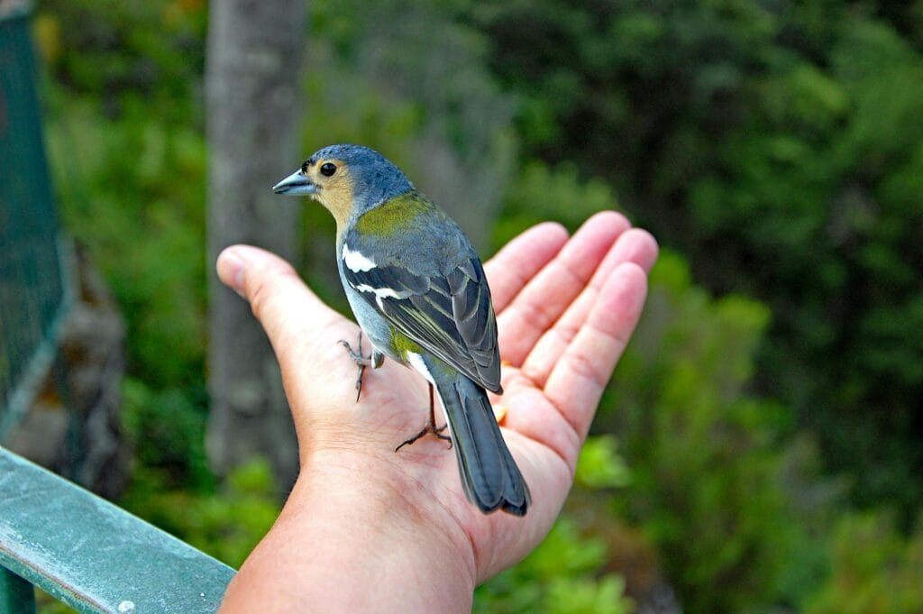 Vogel voeren hike Madeira