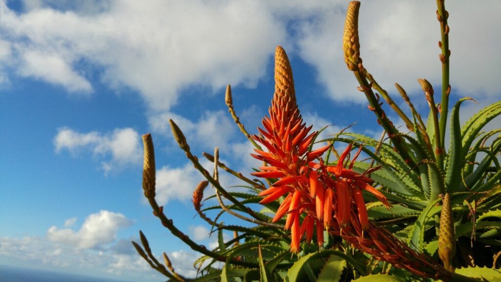 Bloemen op Madeira beginners