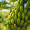 Rota da Banana | Wandel tussen de bananenplantages op Madeira