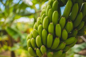 Rota da Banana | Wandel tussen de bananenplantages op Madeira