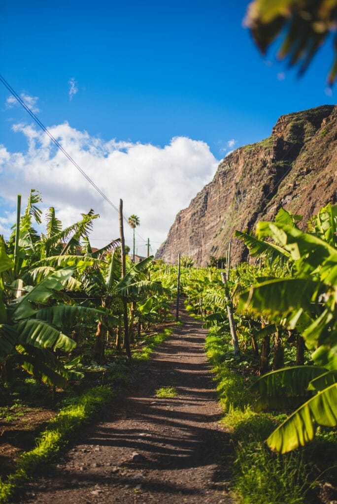 Rota da Banana wandeling Madeira