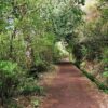 Dit zijn 4 makkelijke levada wandelingen op Madeira