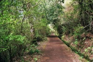 Levada wandelingen | Deze routes zijn het meest geschikt voor beginners