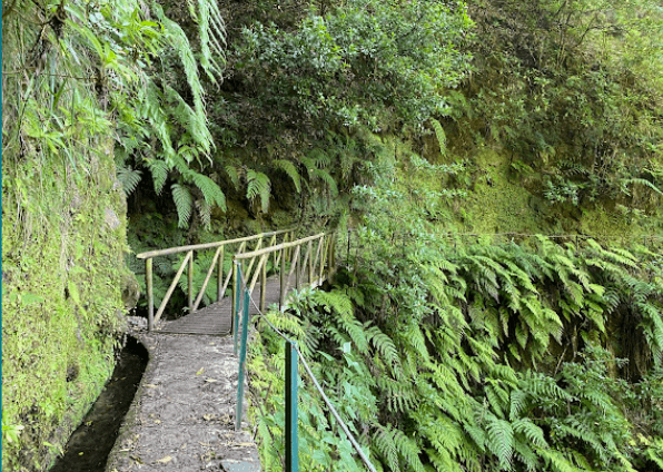 PR14 Levada dos Cedros Fanal Forest