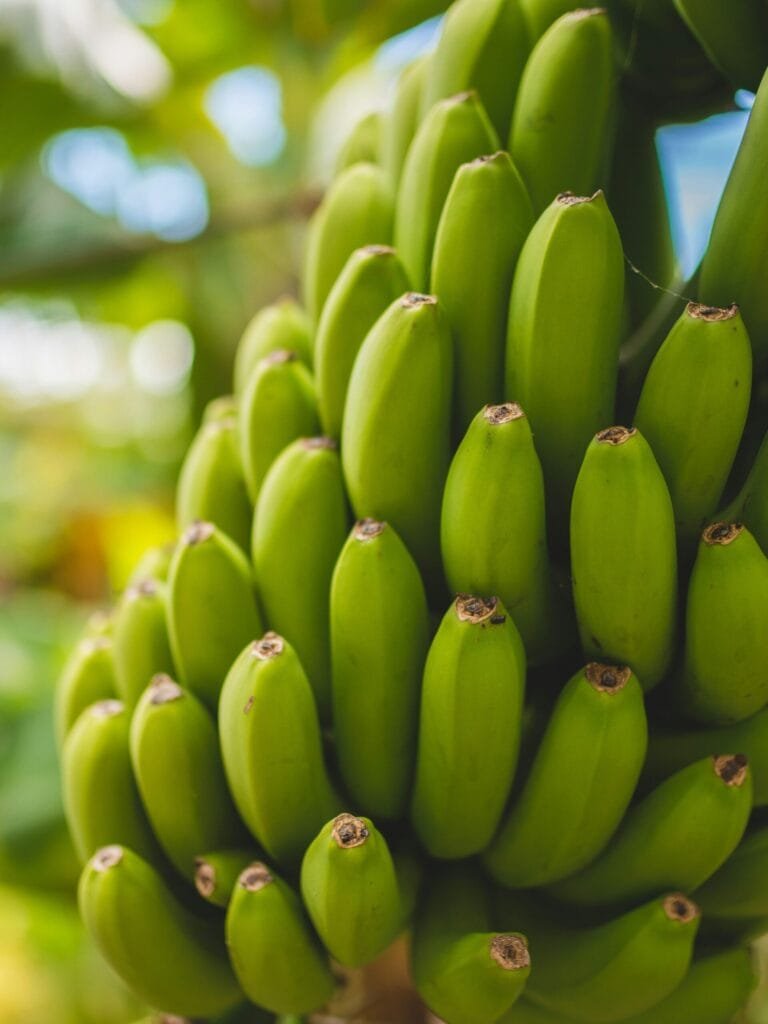 Rota da Banana