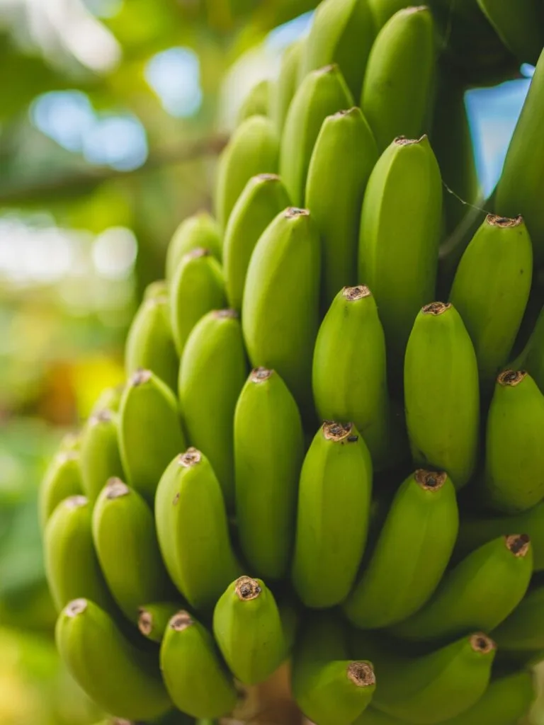 Rota da Banana korte wandeling Madeira kinderen