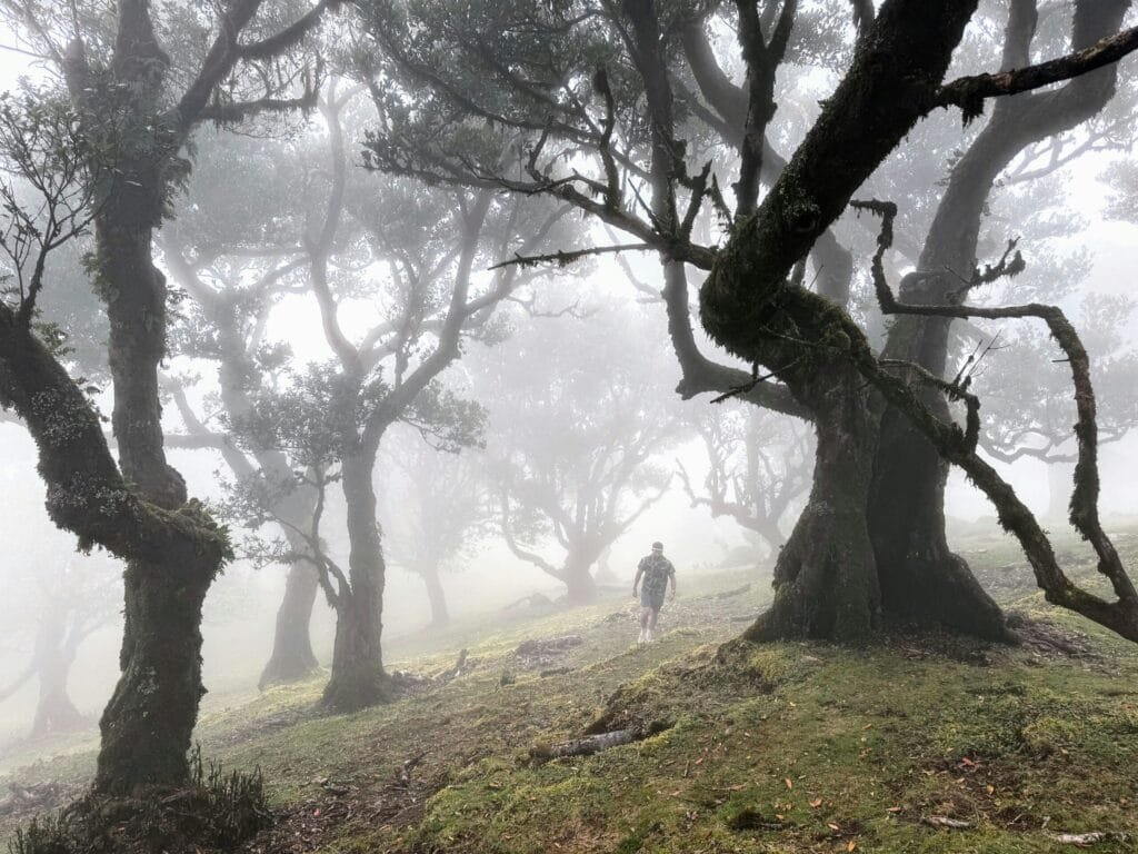 Fanal Forest Madeira wandelen