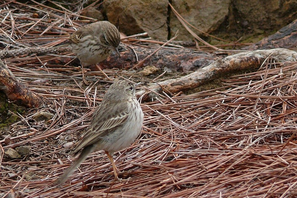 berthelots pieper paartje vogels spotten
