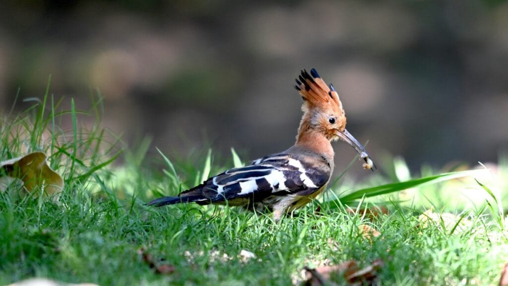 hop vogel madeira spotten