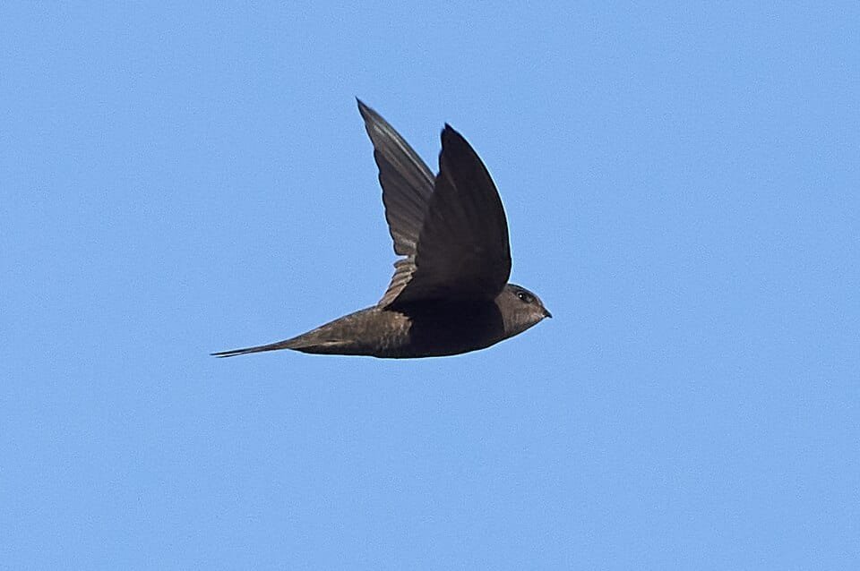 madeiragierzwaluw in heldere hemel vogel spotten