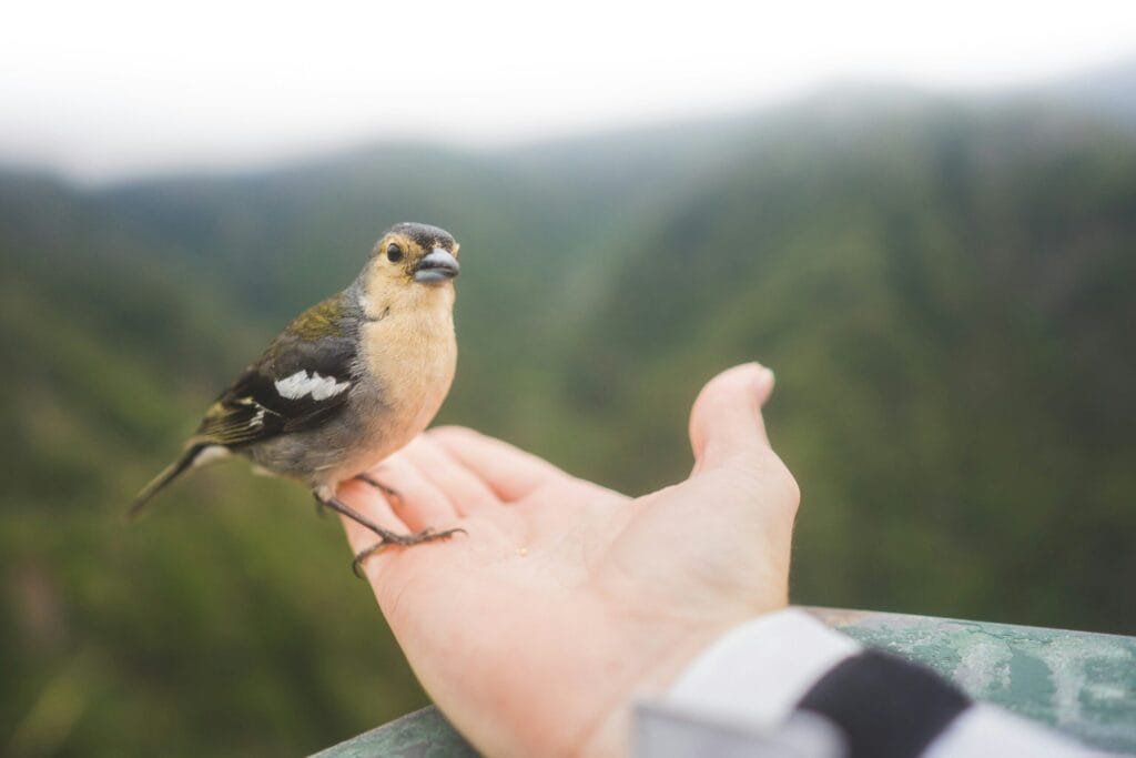 Madeiravink vogels spotten op Madeira