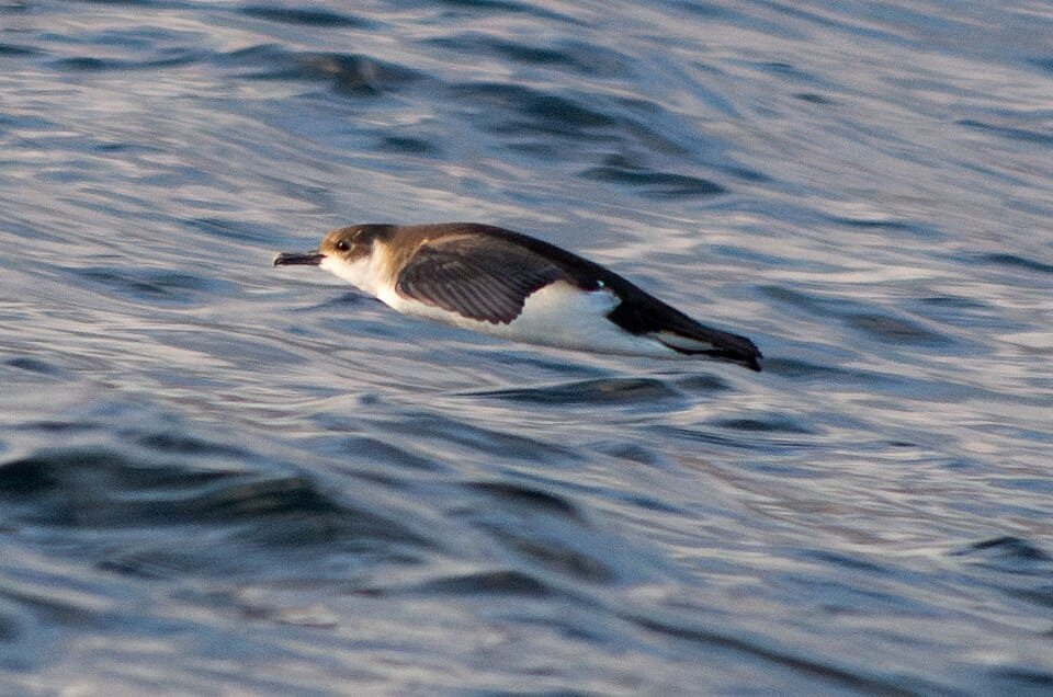 pijlstormvogel vlak boven het water