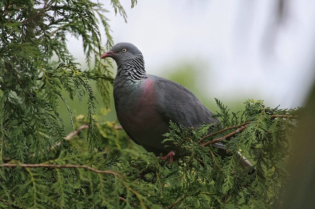 Trocazduif in laurisilva vogels spotten